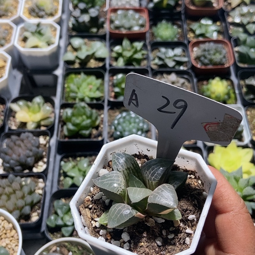 【闪购商品】29玻璃康平少锦