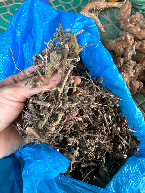 马鞭草 广西本地马鞭草 马边草500克一份