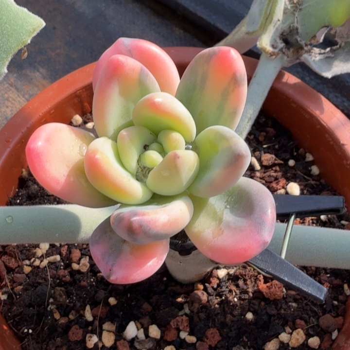 朵****?紫丽殿锦花脸锦已经饿的