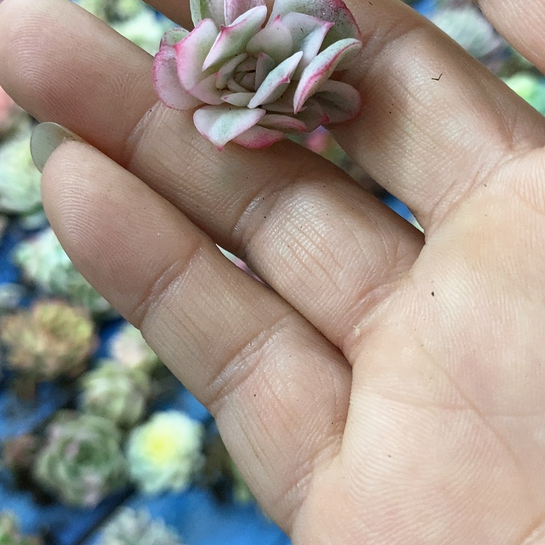 377粉水晶炸多肉植物哇啦塞