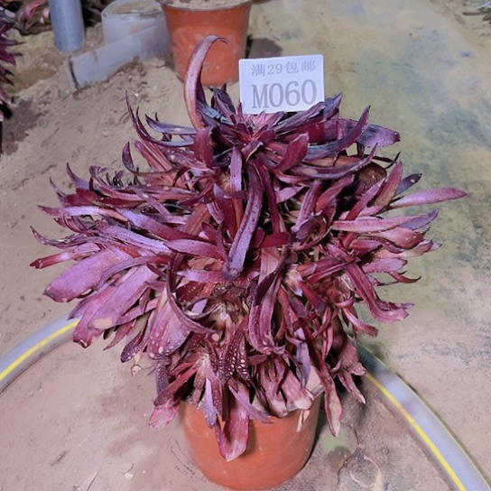 060紫霞仙子多肉植物