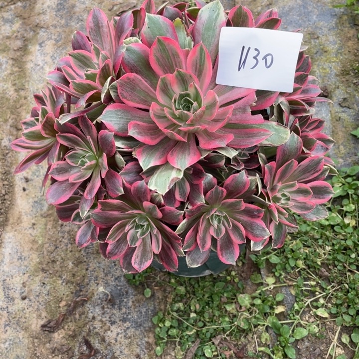 法师植物焕纱法师1130