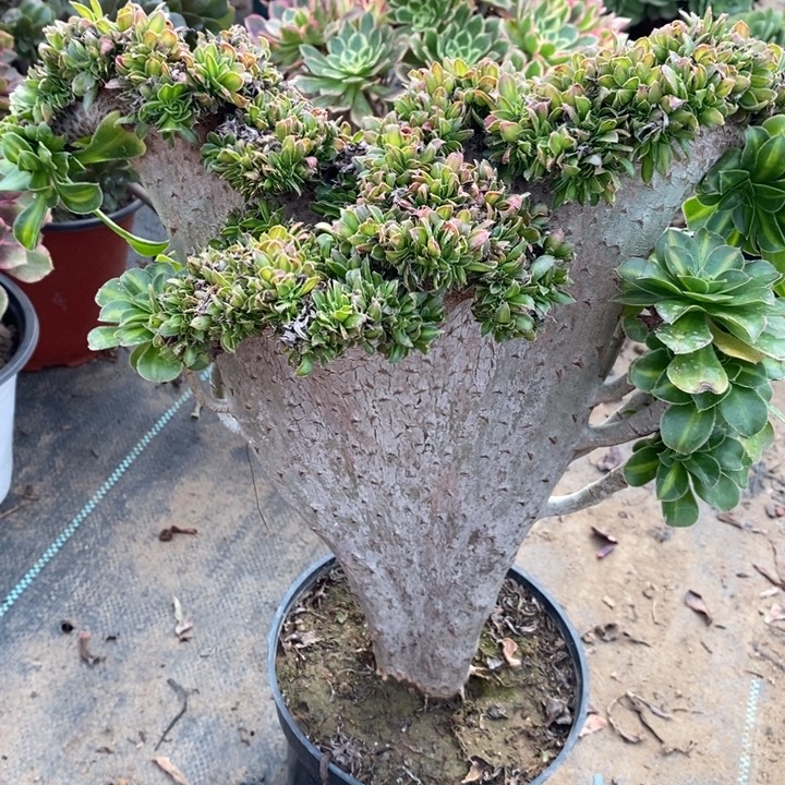 碧螺春缀161多肉植物法师法师