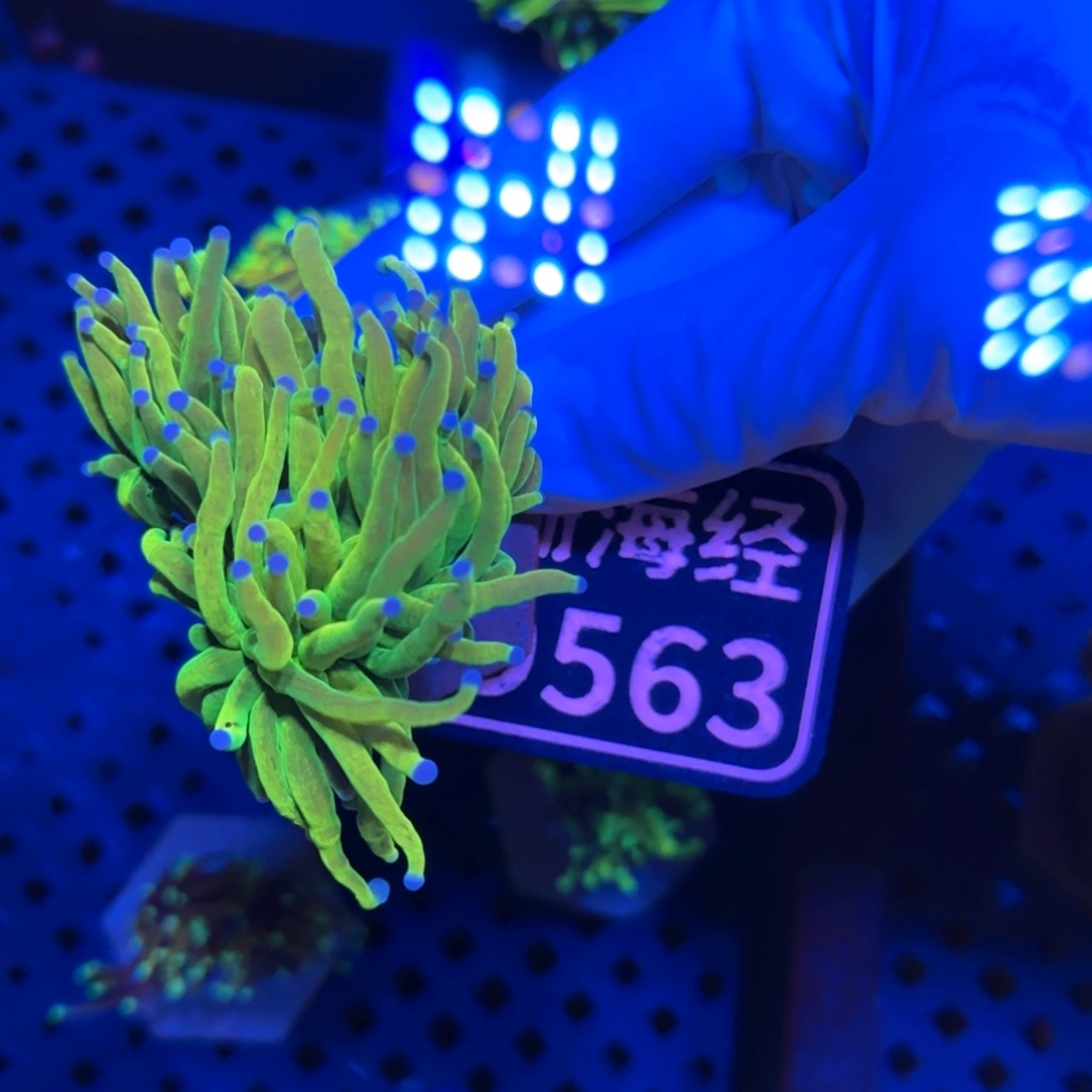 皓****纽扣珊瑚又又不包邮印尼圣杯D563