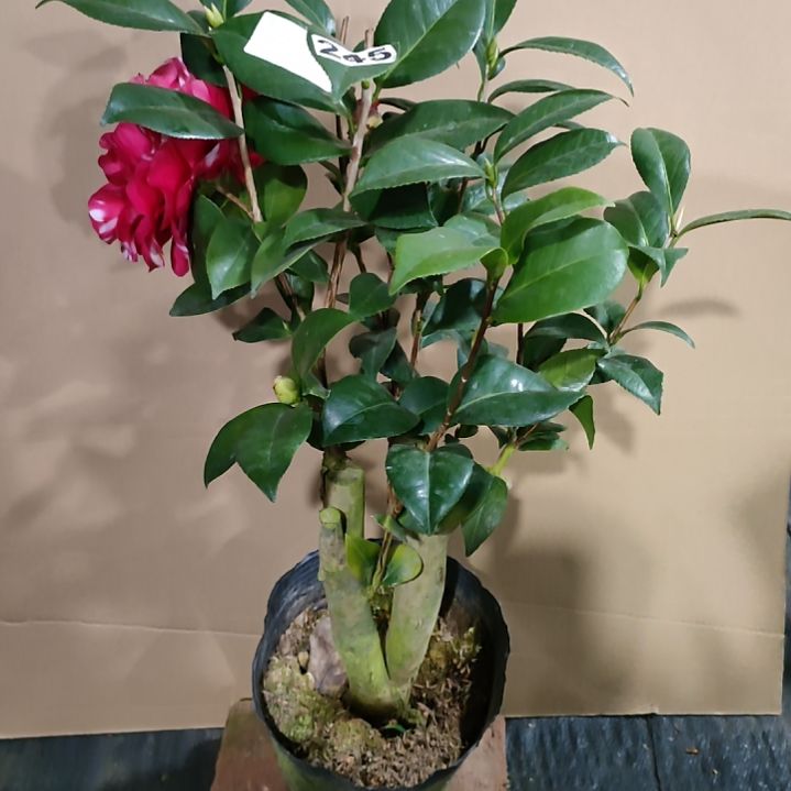 245梦娜，干贝利，原盆原土发货