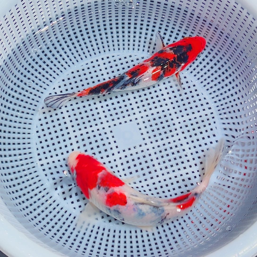 锦鲤锦鲤观赏鱼1111