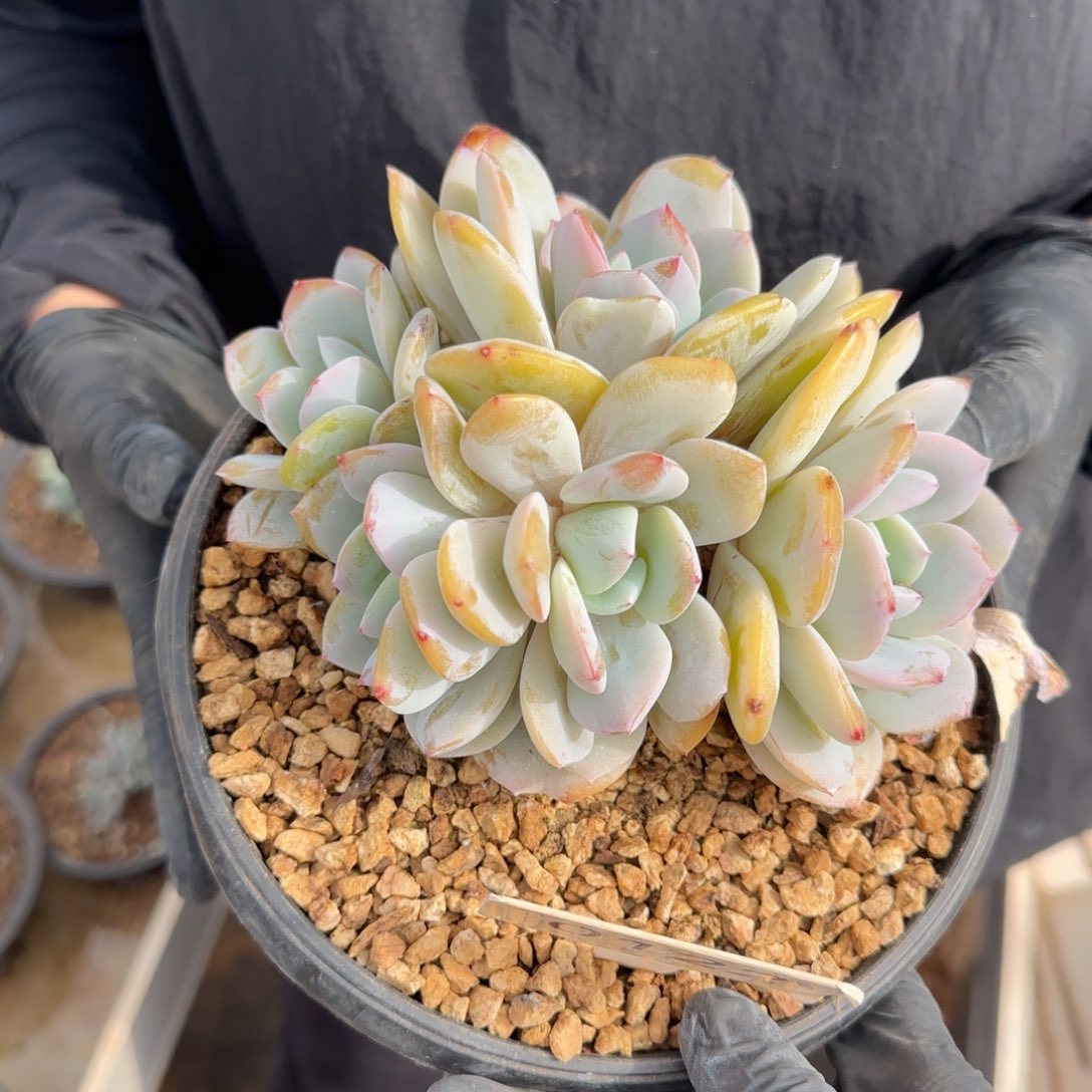 ****宝0122。        奶茶五头肉