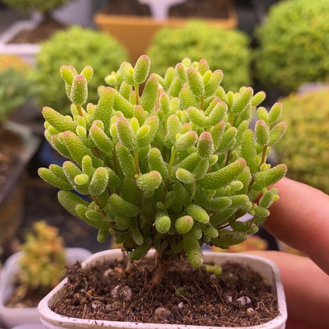 用****1218蜜橘糖球。    