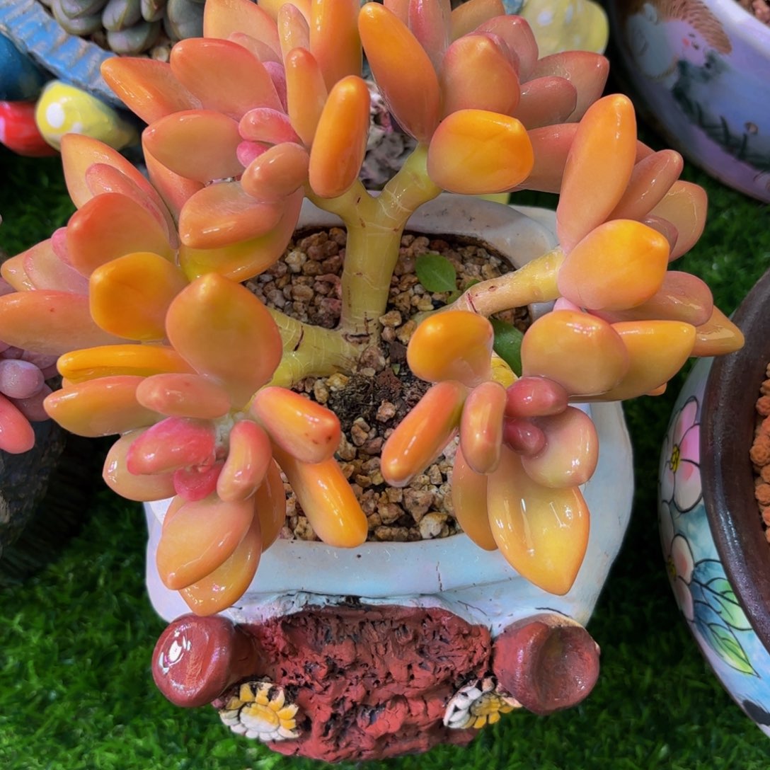 KK奶，多肉植物群生