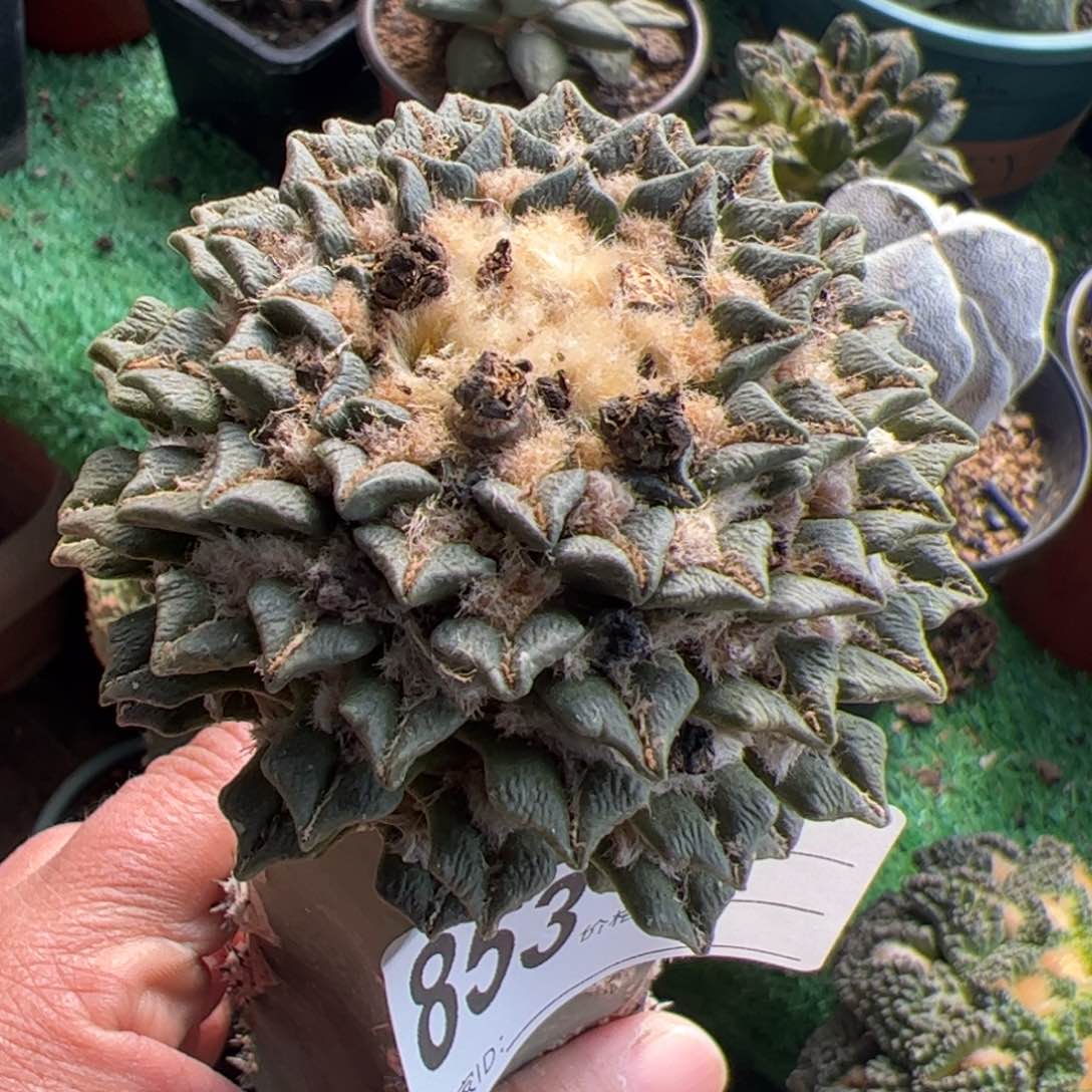 姬牡丹仙人球853