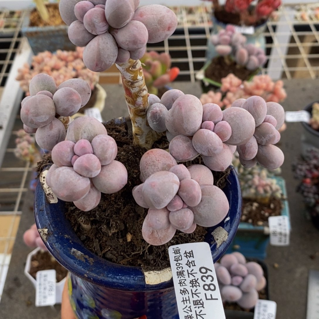 香水手指839/10c m