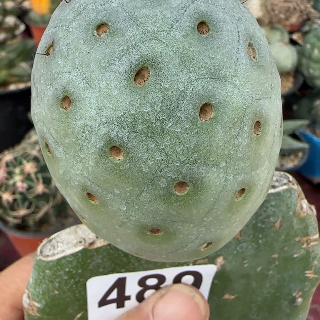 无花朵未上市最牛洞洞489