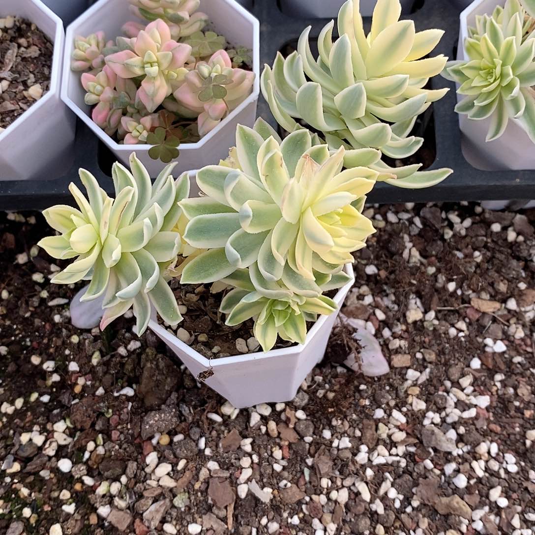 薄化妆锦多肉植物老桩