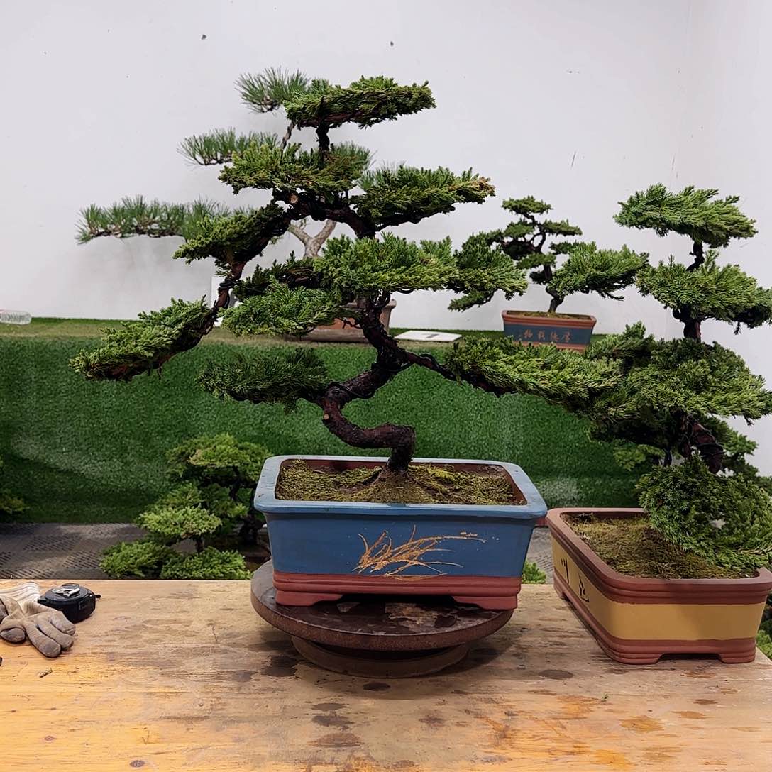 沧*盆景盆景盆景盆景