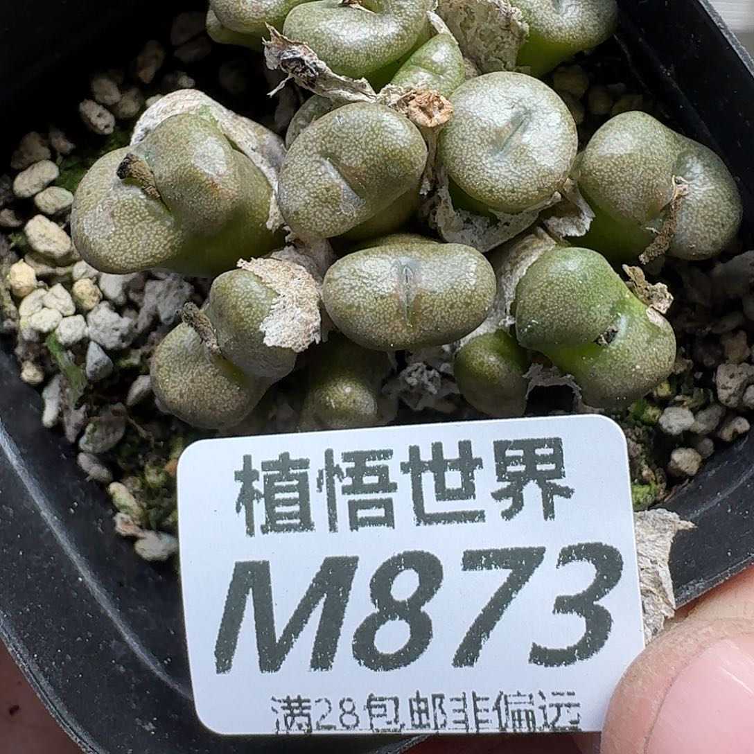 多肉植物的润泽eghj