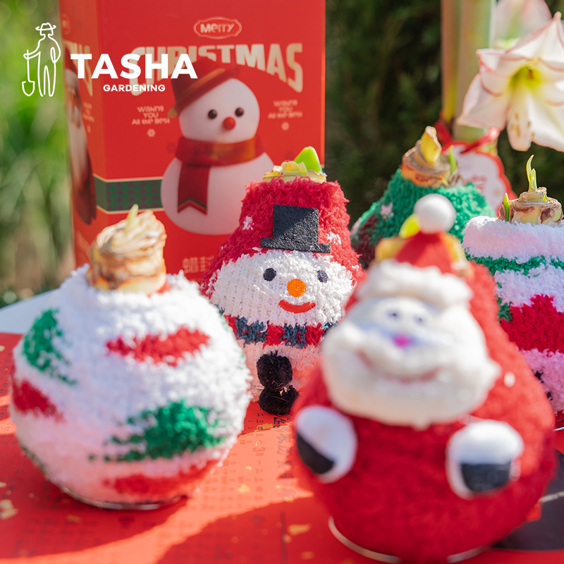 塔莎的花园蜡封朱顶红种球无需土壤水分易养护年宵花送礼