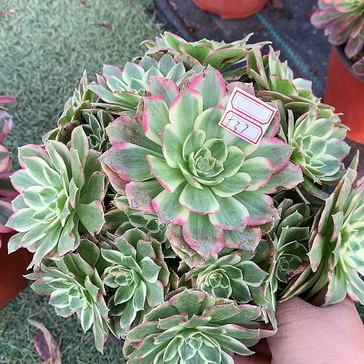 537水蜜桃多肉植物