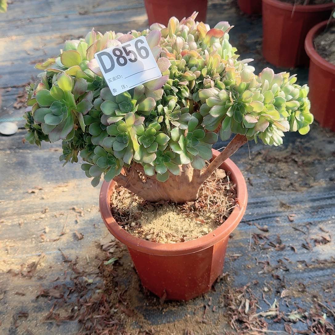 856玫瑰一颗呀呀