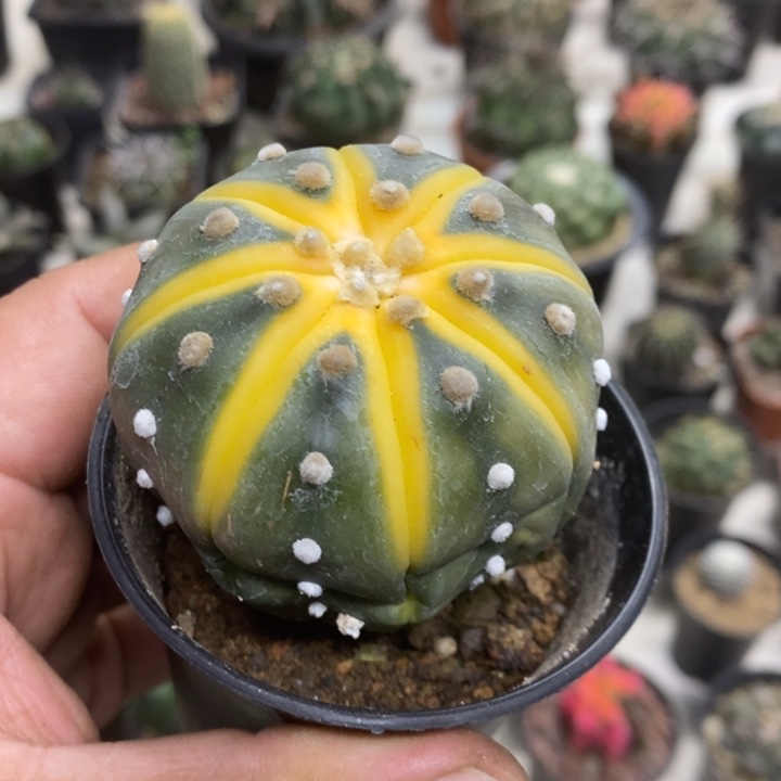 实生西瓜兜微缺水特价