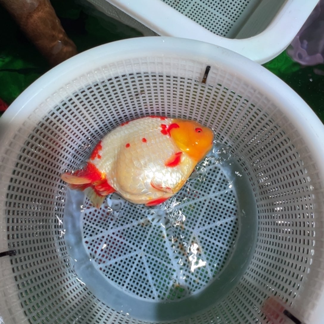 渝***8金鱼潘氏金鱼兰寿金鱼