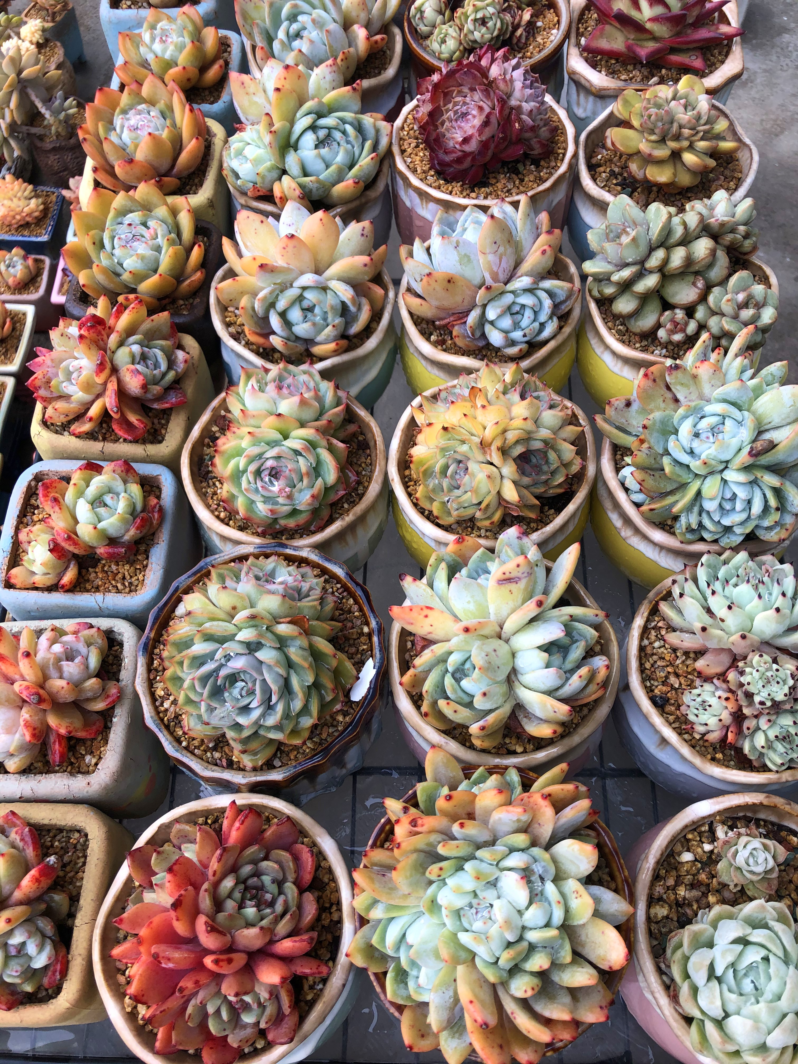 【蓝姬莲】【带盆土发货】【满12元包邮】 办公室阳台多肉绿植量拍