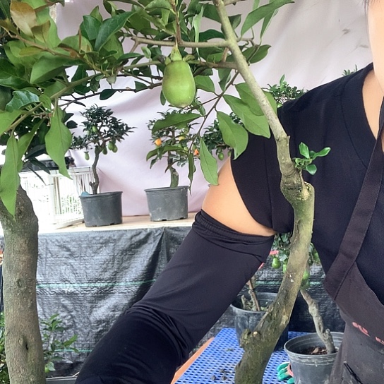 无花朵长寿葫芦。     