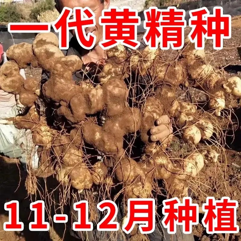 【黄精种子】四季种植盆栽阳台