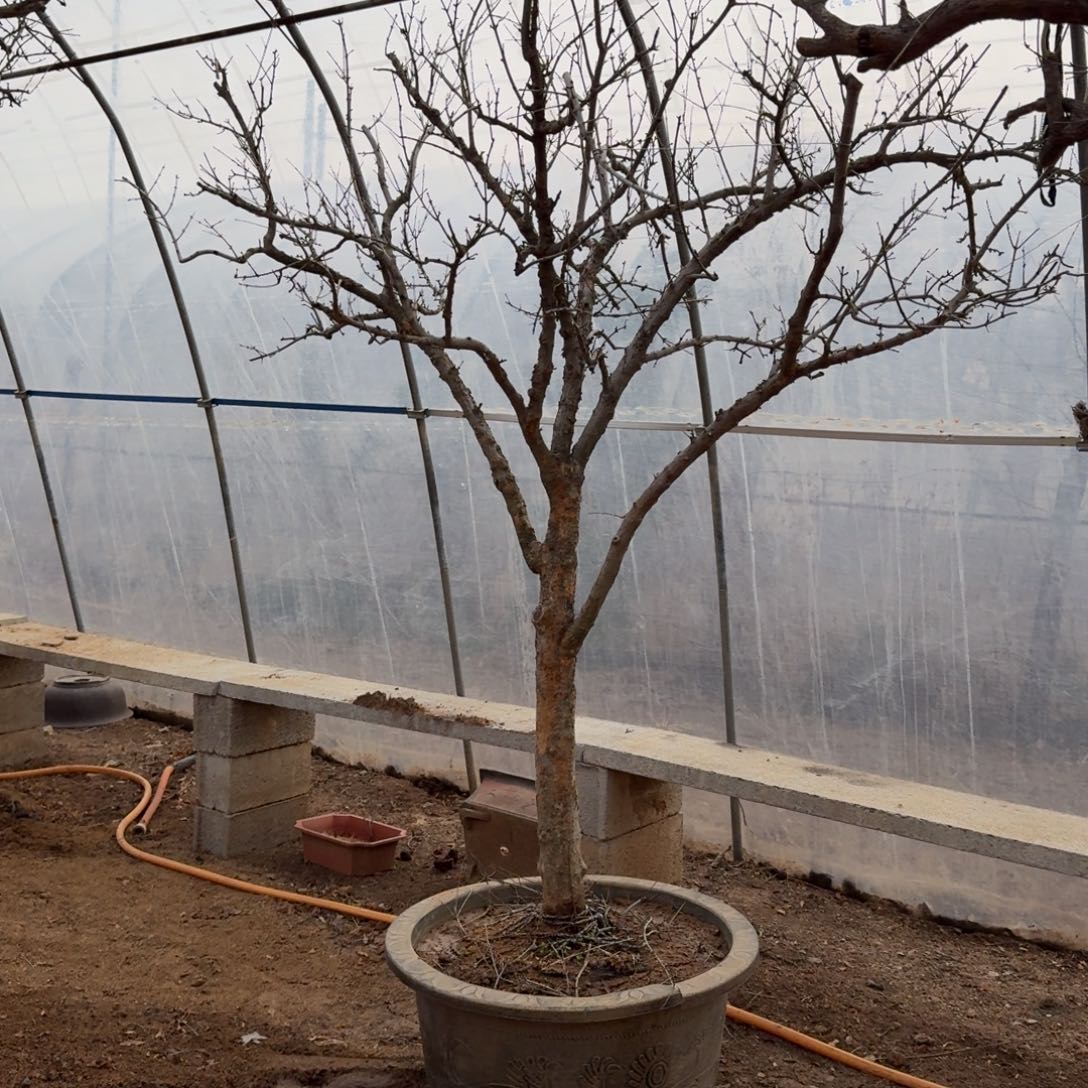 无花朵石榴树石榴树