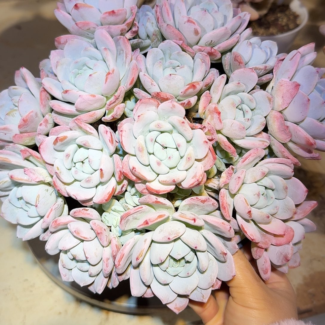 冷香整无砍老桩群生多肉