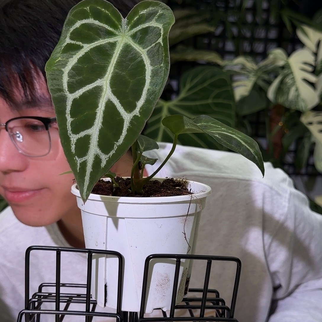 完全开放I51  大风车