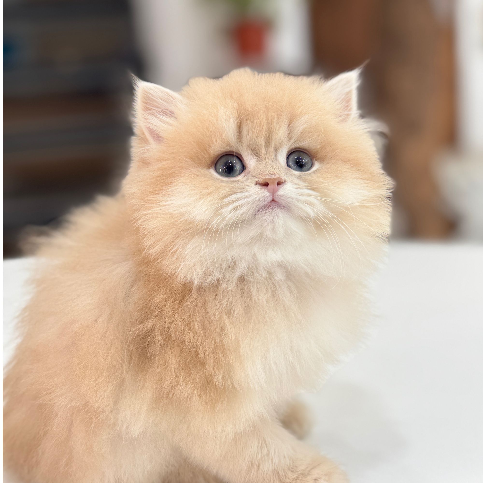 来了姊妹-紫金英长猫 弟弟 005