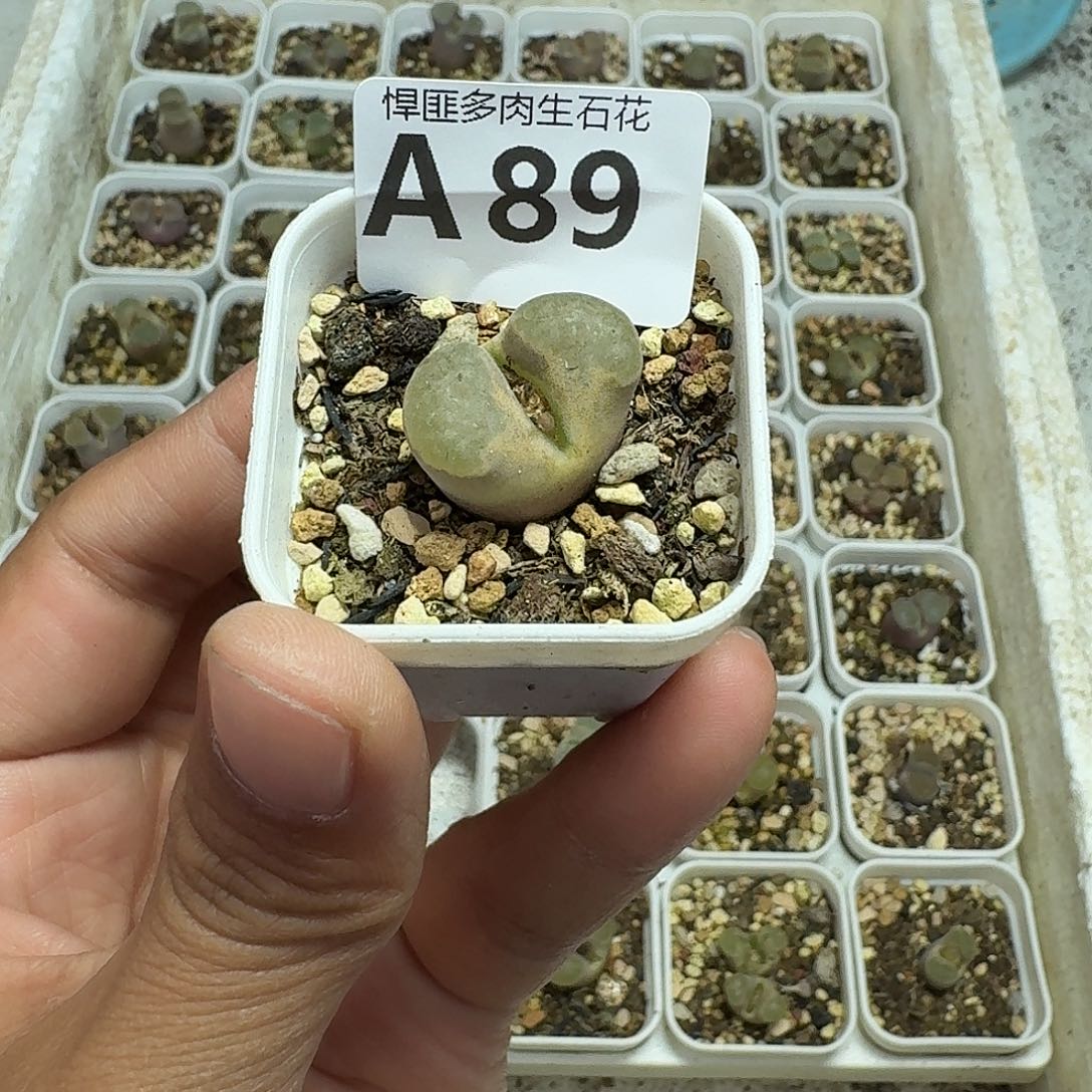 89多肉植物多肉植物