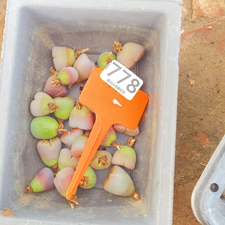 亿***翡生石花等植物的生长778