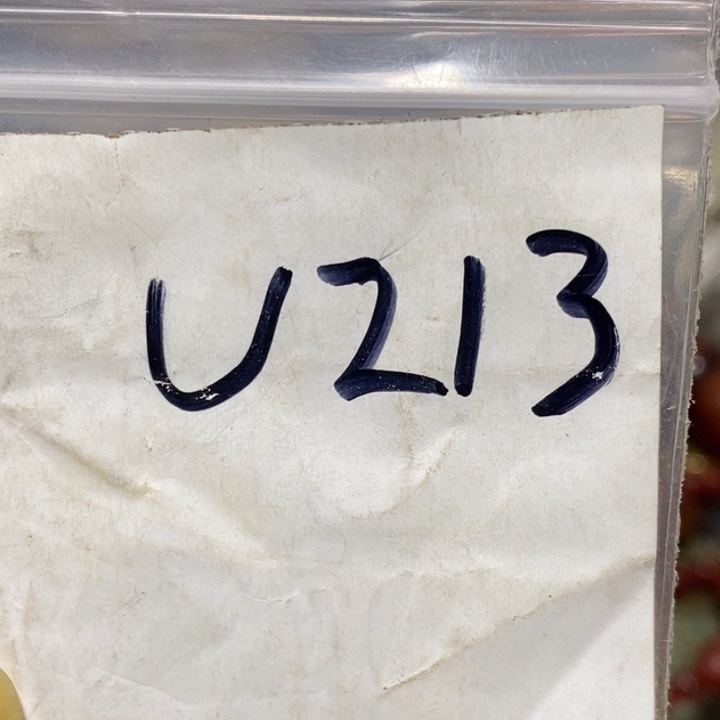 森***训一六八文玩杂项直播间专属链接