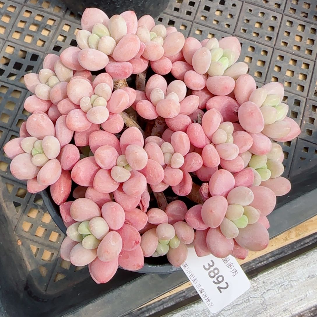 鱼子酱无砍，3892多肉植物