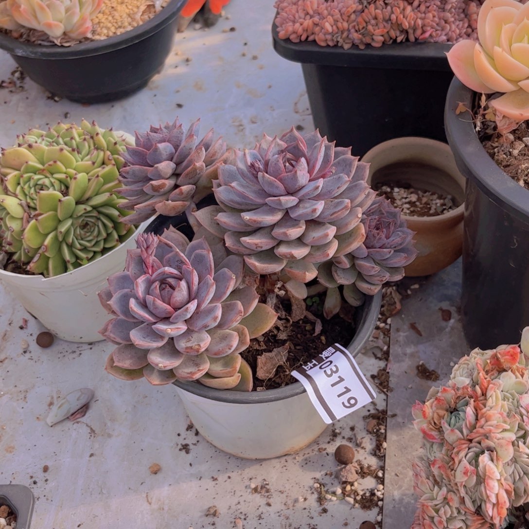 紫薰多肉植物03119