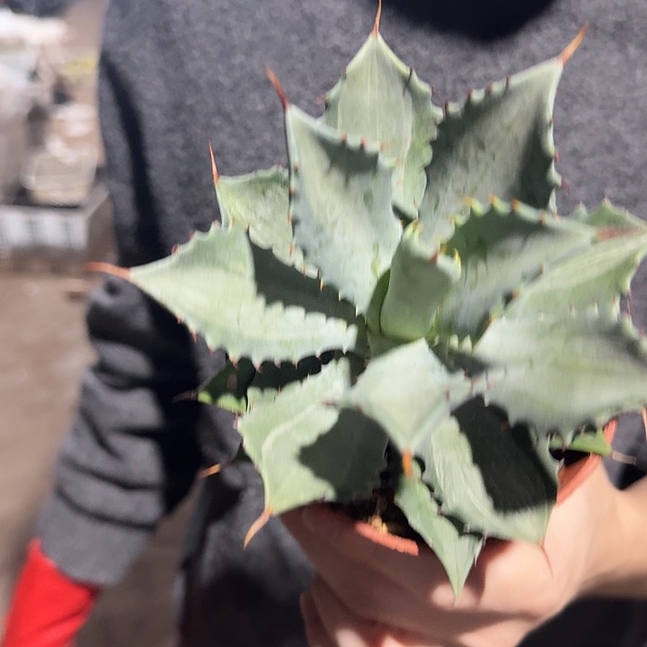 一行园艺【半斑雷神锦】