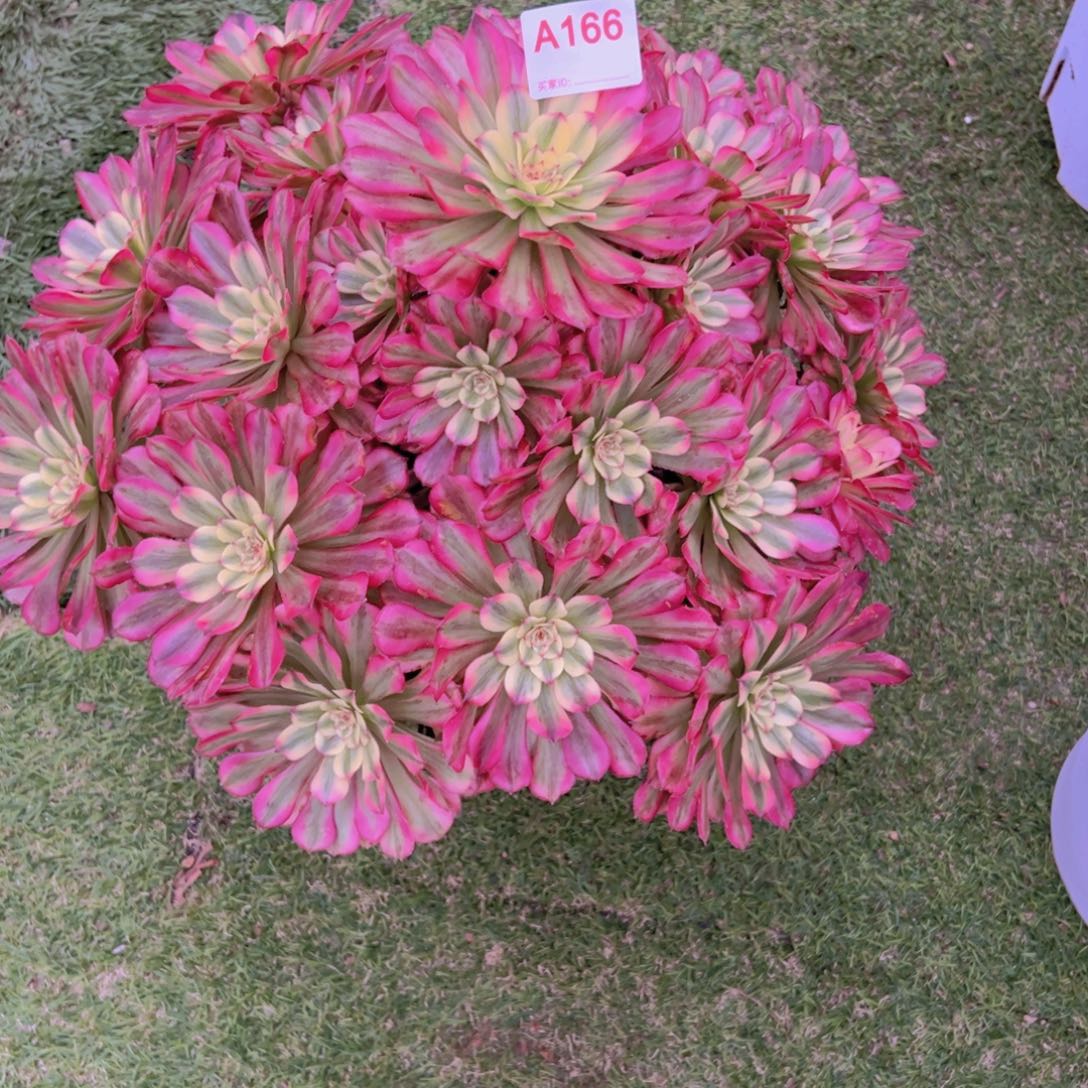 166，妃煌多肉植物法师