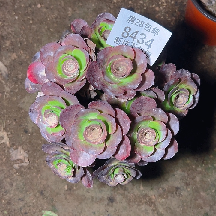 8434魅金玫瑰多肉植物