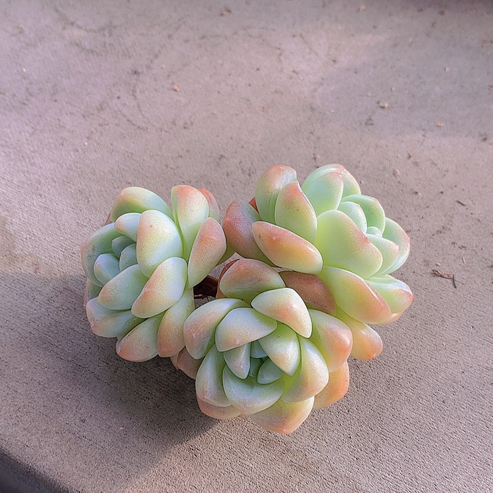 一物一拍，大福利3头老庄冰玉