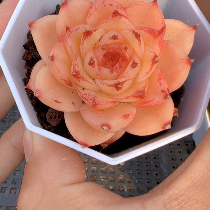 灵光珍妮【不物一拍】两单包邮