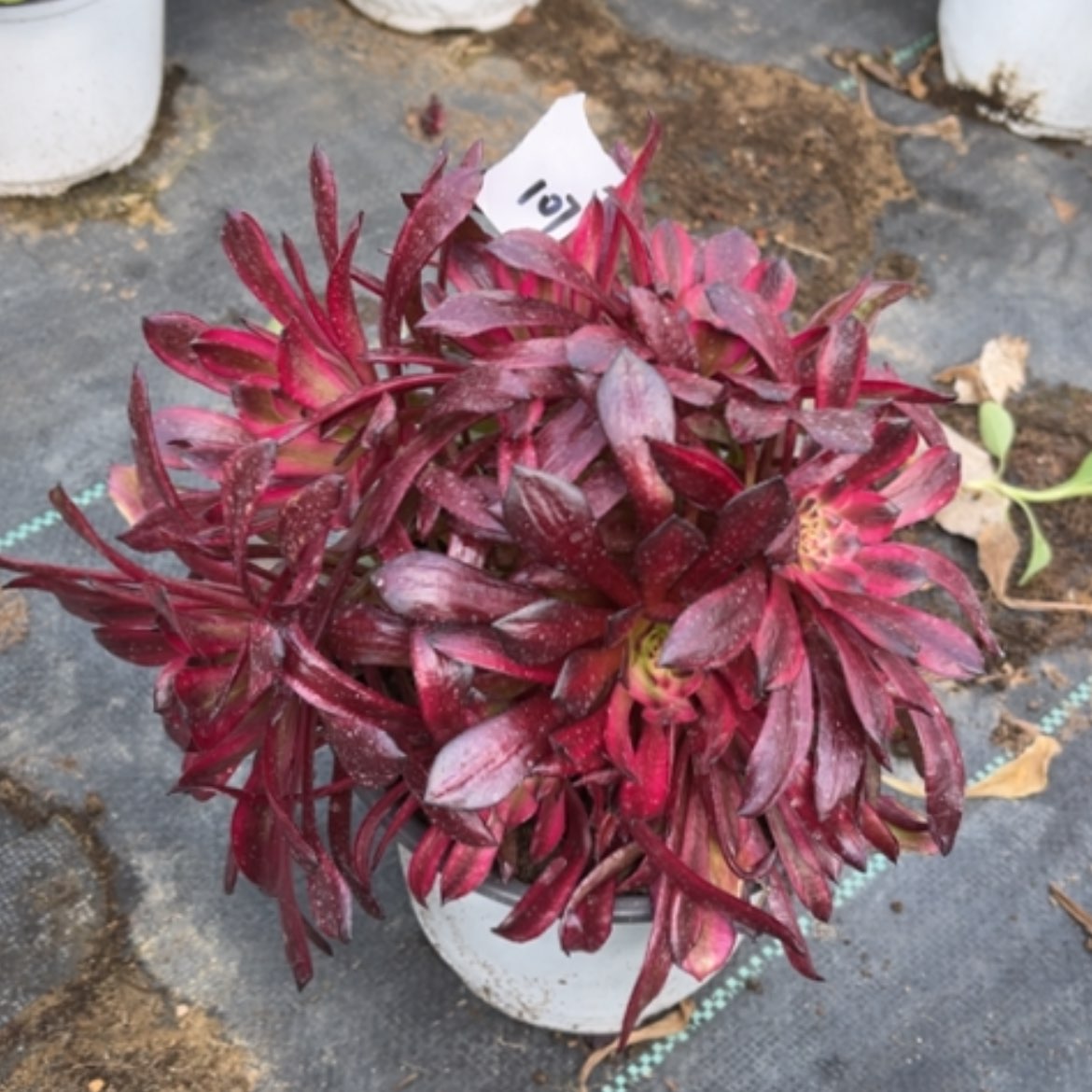 【闪购商品】107美姬多肉法师