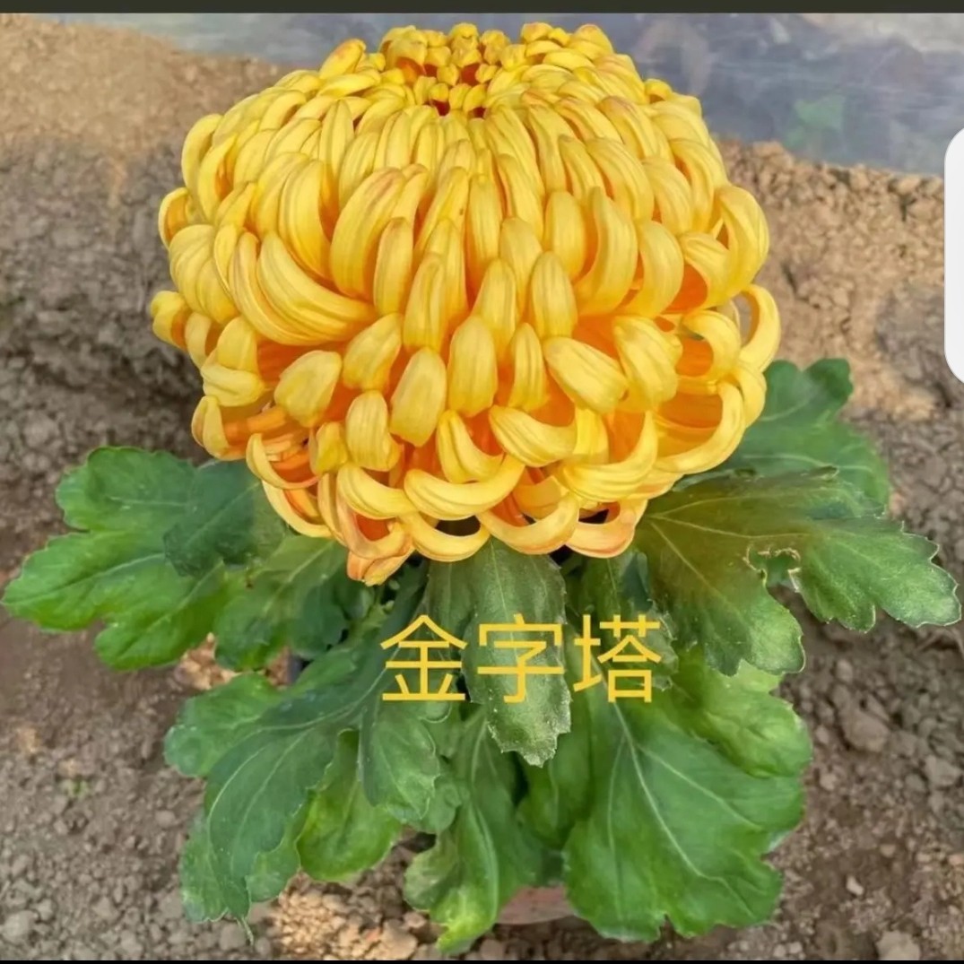 【国华金字塔】菊花九月菊阳台庭院盆栽地栽四季种植好养易活