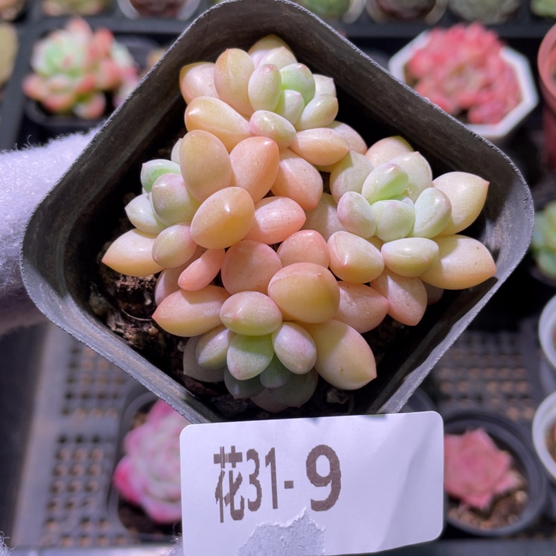 花利美31-9泡泡糖