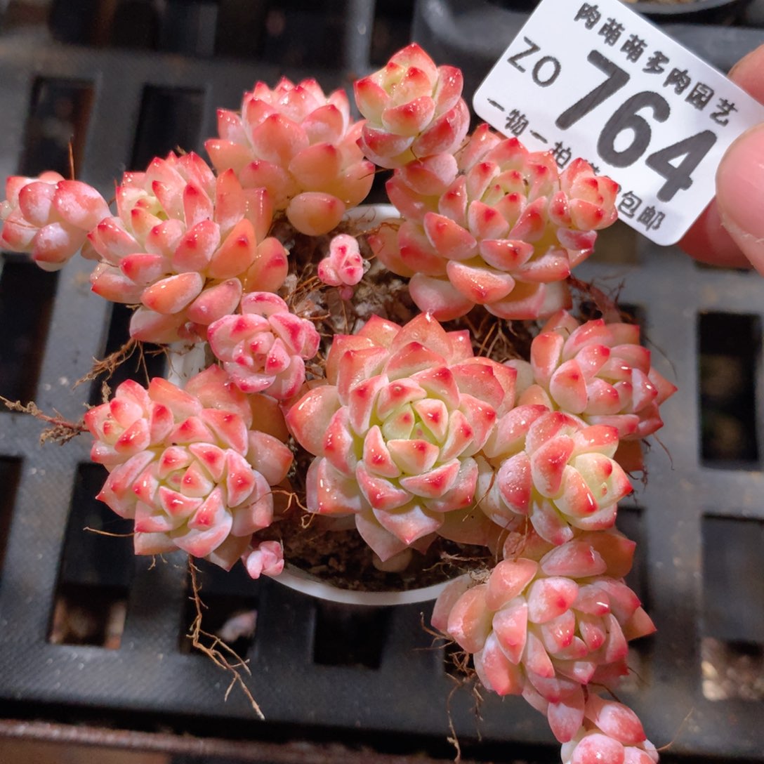 5CM拇指盆精控多肉ZO764