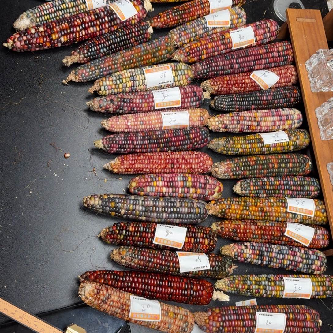 睡****银S925七彩宝石文玩玉米