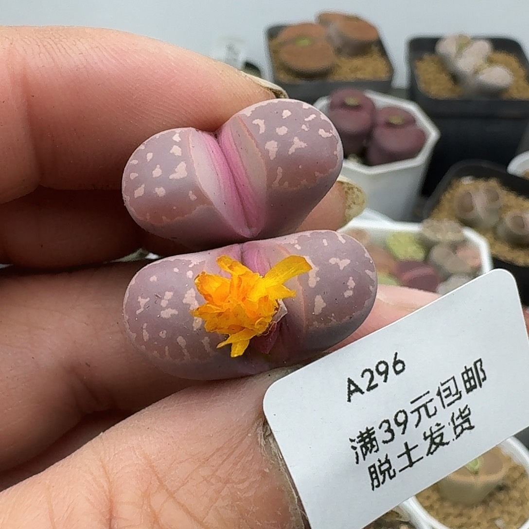 296多肉哈哈哈哈哈哈哈哈