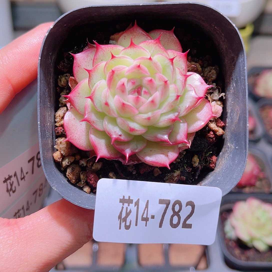 花利美14-782海王