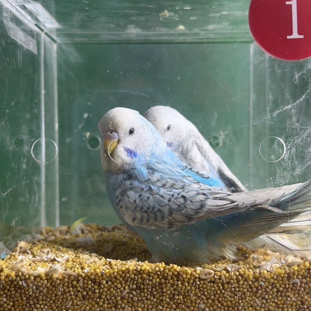 虎皮鹦鹉大头鹦鹉