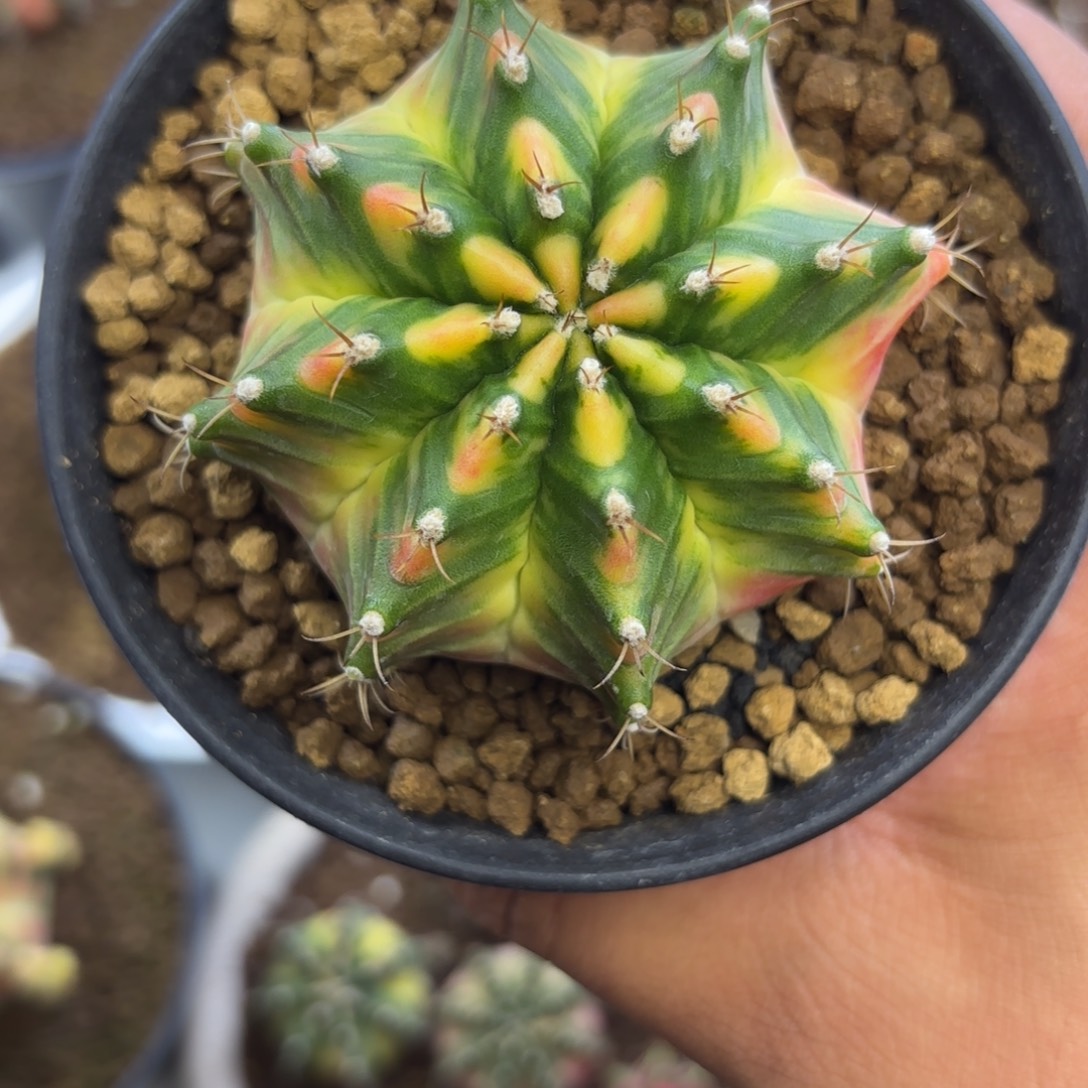 225-1231泰国发货多肉